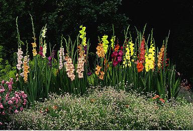 格斗游戏《全职猎人NEN×IMPACT》宣布2025年夏季发售